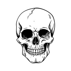 Fototapeta premium Vintage Human Skull Vector On White Background 