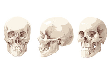 isometric set of skulls in different realistic angles and shading