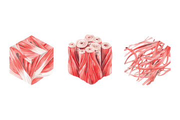 isometric set of muscle fiber anatomy in bundle structure