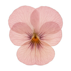 Naklejka na ściany i meble PNG Delicate pink flower illustration