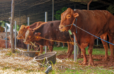 sacrificial cows ahead of Eid al-Adha
