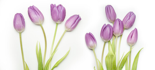 Tulip Lines &ndash; Group of Tulips, Floral Order Meets Natural Beauty