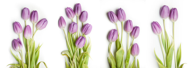 Tulip Lines &ndash; Group of Tulips, Floral Order Meets Natural Beauty