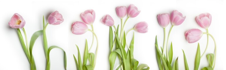 Tulip Lines – Group of Tulips, Floral Order Meets Natural Beauty