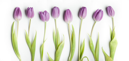 Tulip Lines &ndash; Group of Tulips, Floral Order Meets Natural Beauty