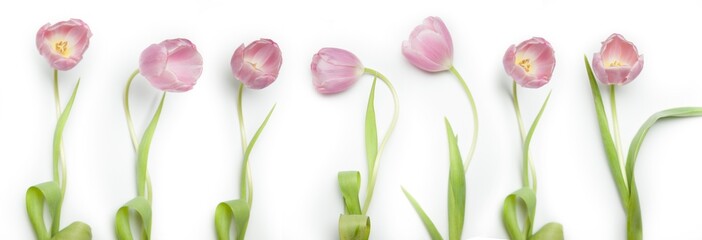 Tulip Lines &ndash; Group of Tulips, Floral Order Meets Natural Beauty