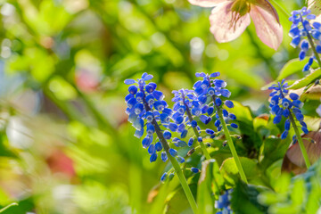 春の庭に咲くムスカリの青い花