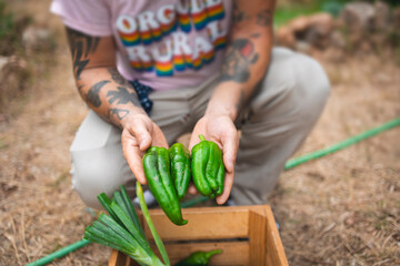 Farmer holding freshly picked green peppers in orchard