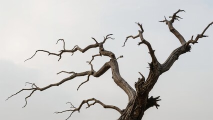An old tree twig highlighted by an overcast backdrop