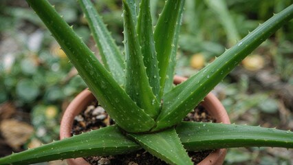 Obraz premium Zoomed-in perspective of an aloe vera plant flourishing in a clay vessel, featuring its bright green leaves in a natural setting. Suitable for nature and health-related visuals.