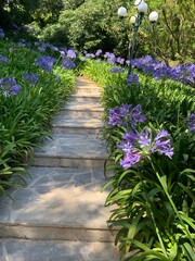 flowers in the garden
