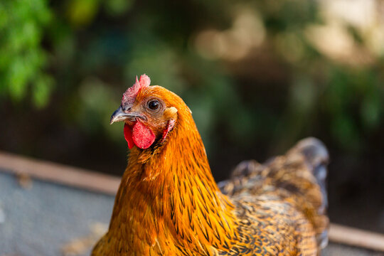 Portrait of hen in farmyard with golden feathers