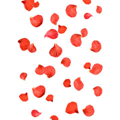 Red hibiscus petals falling on white background