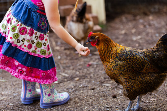 Young kid wearing gumboots feeding chook layer pellets in farmyard