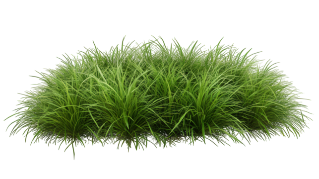 Juicy Green Grass Isolated on Transparent Background