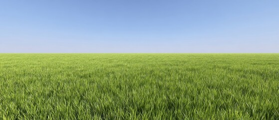 Obraz premium The vast expanse of lush green grass under a clear blue sky.