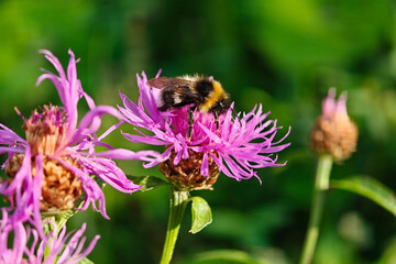 Bumble bee collects pollen from the purple cornflower, macro shot. Wild nature, summer meadow