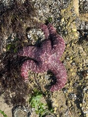 Fototapeta premium starfish on rocks