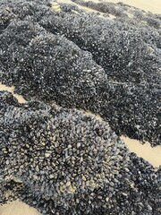 mussels on rocks