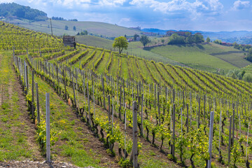 Vineyard covering the rolling hills of Novello in Piedmont, Italy, under blue sky with clouds