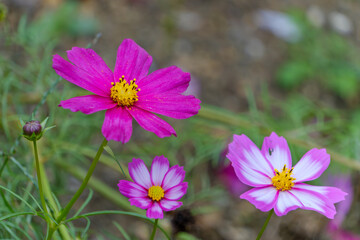 秋の彩りコスモスの花々