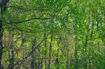 A tree with green leaves and a brown trunk is visible in the image. The leaves are large and spread out, giving the tree a full and lush appearance. The trunk is brown and he is weathered