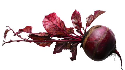 beetroot fresh red beet with leaves on white background