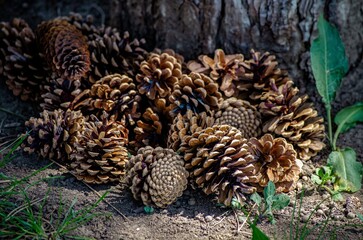 A pile of pine cones on the ground. The pine cones are brown and scattered around the area