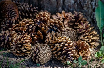 A pile of pine cones on the ground. The pine cones are brown and scattered around
