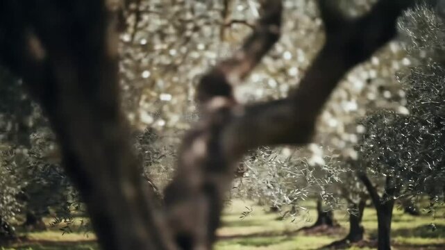 Sunlit olive trees stand in serene rows, showcasing the beauty of a peaceful Mediterranean grove.