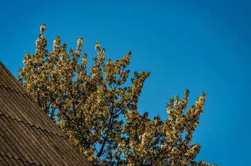 A tree with many leaves is in front of a blue sky. The tree is full of blossoms, and the sky is...