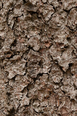 detail bark on tree 