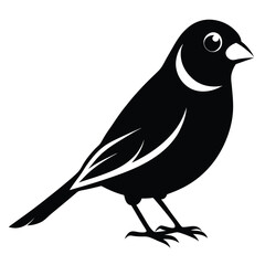 Elegant Black Silhouette of a Perched Bird Featuring Distinct White Markings and a Detailed Eye