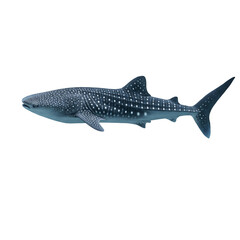 Obraz premium Majestic whale shark swimming in ocean waters.