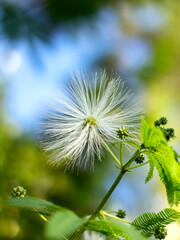 White Mimosa flowers, shaped like cotton balls, bloom outdoors, surrounded by green leaves and a natural bokeh background. Perfect for botanical, nature, and tropical themes