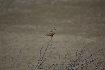 the crested lark (Galerida cristata) wild birds of Tunisia