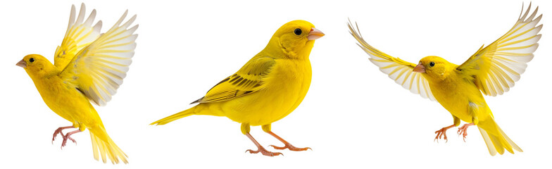 カナリアの3種類のポーズ