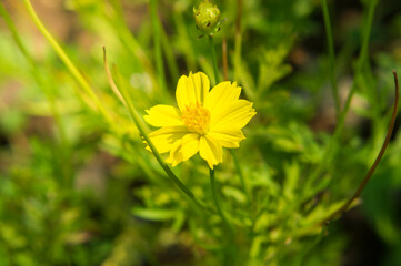 Beautiful cosmos flower natural garden in countryside.