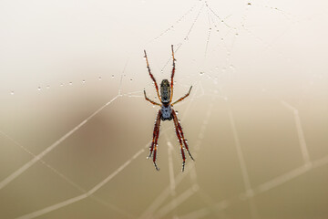 Dew droplets covering spider on web in paddock on misty morning