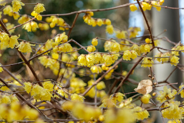冬の光に映える満開の蝋梅