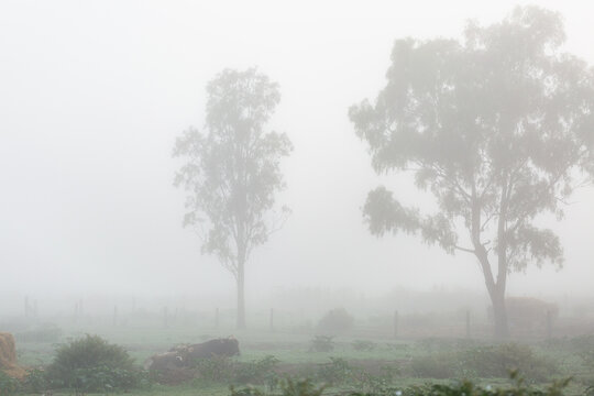 Cows resting in misty foggy farmyard paddock under gum tree on autumn morning shrouded in fog
