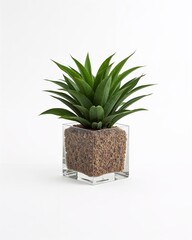 Transparent acrylic cube plant container design on plain white background