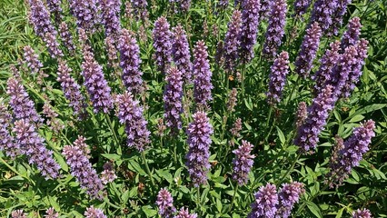 Obraz premium Purple Verbena blooms illuminated by gentle sunlight with empty space