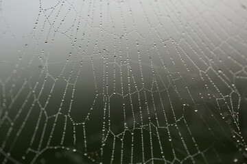 Dew spangled spiderweb wet strands covered in water droplets
