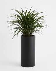 Tall matte black cylindrical modern planter pot on plain white background