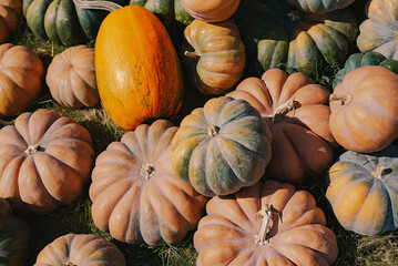 Pumpkin picking. Halloween preparation. Thanksgiving day