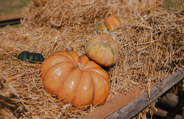 Pumpkin picking. Halloween preparation. Thanksgiving day