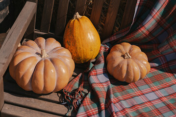 Pumpkin picking. Halloween preparation. Thanksgiving day