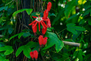 Passion flowers or passion vines Lady Magaret