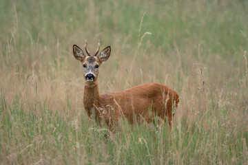 Male roe deer (Capreolus capreolus) with small antlers standing alert in a summer meadow. Wildlife scene captured in natural light and environment.